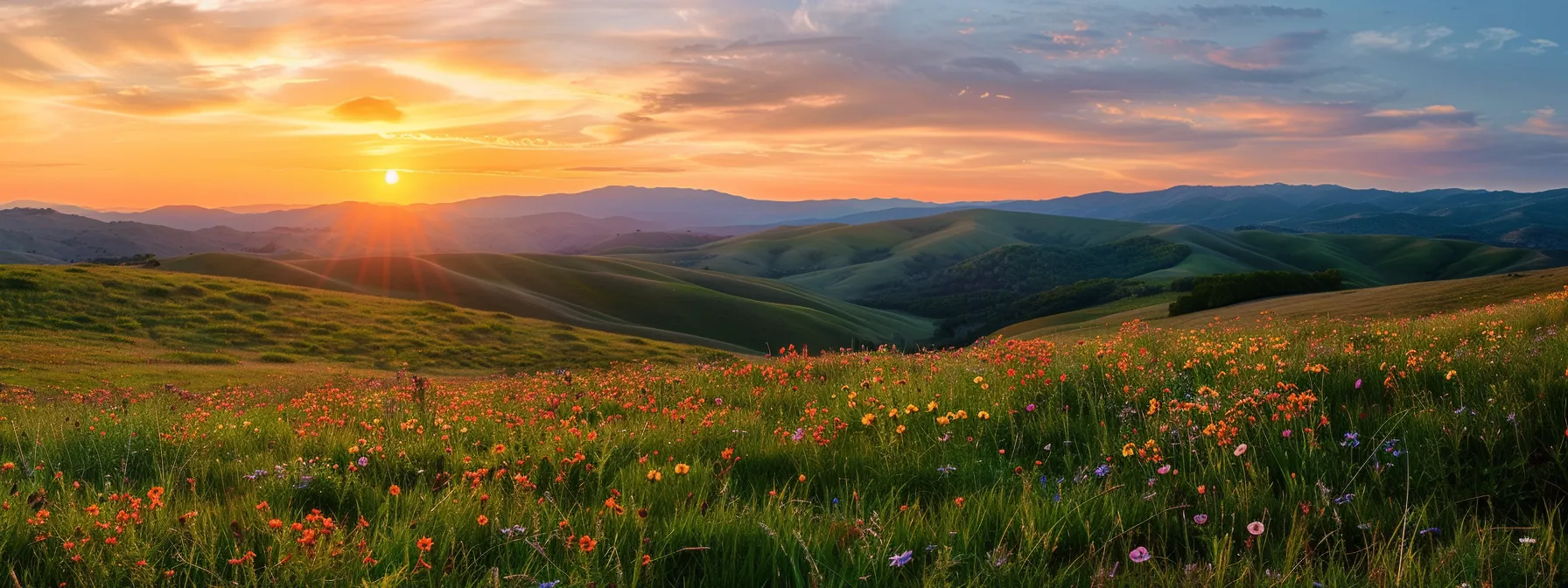 Sunset over rolling hills with wildflowers